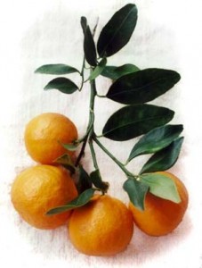 Pixie Tangerines