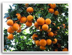 Ojai Pixie History