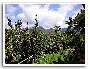 Ojai Pixie History